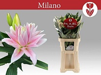 Лилия Dbl Milano 3+ 10шт