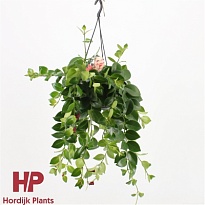 Эсхинантус Мона Лиза Ханг d15 h40 7шт