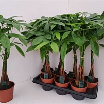 Пахира Твист стем d14 h60 7шт