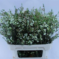 Хамелациум (waxfl) Ivory Pearl 5шт