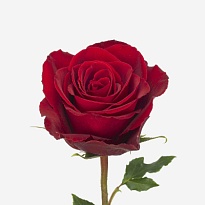Роза Madam Red дл.70 10шт