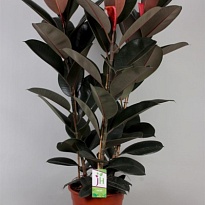 Фикус Абиджан 3рр d27 h90 1шт