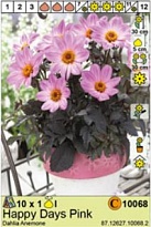 Георгина Хэппи Дэйс Пинк борд.1шт*