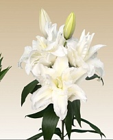Лилия Dbl Roselily Alana 4+ 10шт
