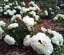 Роза Бланк Мейяндекор Почвопокровная (ОКС) 1шт