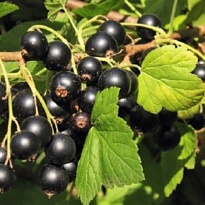 Смородина Баритон (ОКС) 1шт