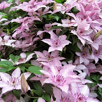 Клематис (Clematis) Хагли Гибрид d9 h35 12шт