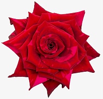 Роза Edelmy Roses Red Panther дл.60 25шт