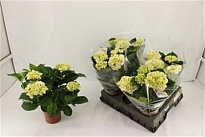 Гортензия Макр. Хай Айс d14 h35 5шт