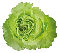 Роза Jelim Lemonade дл.60 25шт