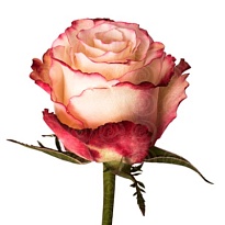 Роза Flor Hermosa Sweetness дл.70 25шт