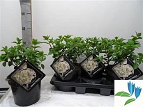 Гортензия (Hydrangea) Паник. Би Хеппи d19 h35 3шт