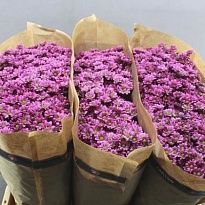 Хризантема сантини Pixel Amor 25шт