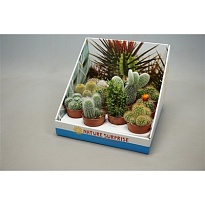 Кактус микс Шоубокс d7 h10 16шт