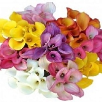 Калла mix дл.70 10 шт