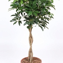 Шеффлера Компакта твист стем d30 h130 1шт