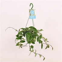 Хойя Кримсон Квин d12 h10 6шт