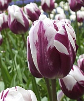 Тюльпан Ремс Фаворит триумф 11/12 3шт в сетке