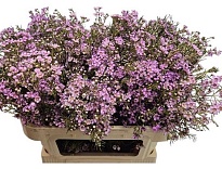 Хамелациум (Waxfl) Paint Light Purple 5шт