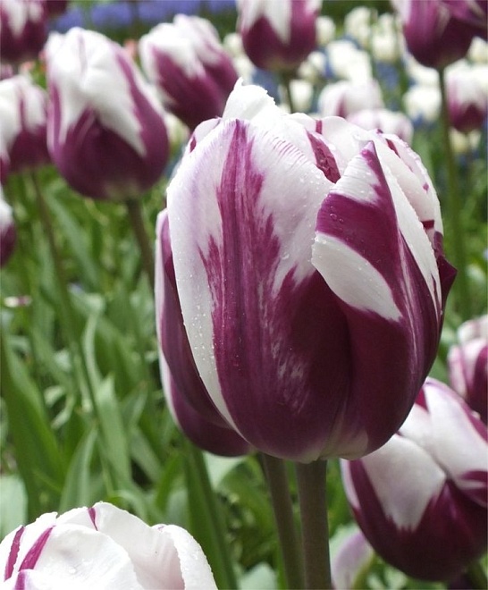 Тюльпан Ремс Фаворит триумф 11/12 3шт в сетке