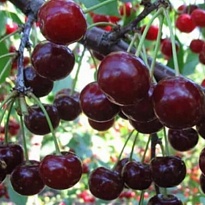 Вишня Спартанка (дюк)/С 1шт