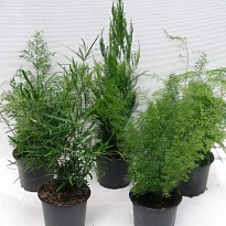 Аспарагус микс d12 h35 10шт