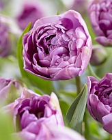 Тюльпан Лилак Перфекшн махр.11/12 3шт в сетке 