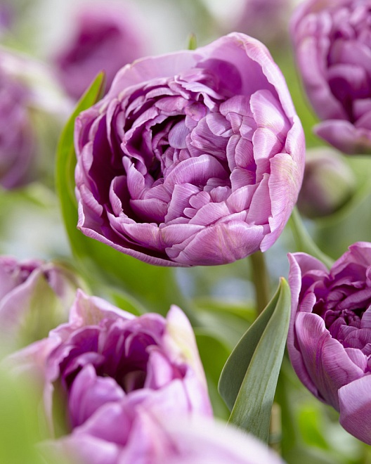 Тюльпан Лилак Перфекшн махр.11/12 3шт в сетке 