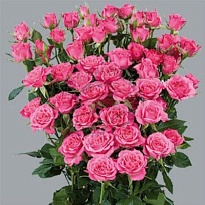 Роза кустовая Lianne дл.40 10шт