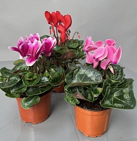 Цикламен d13 h30 (СГ) 8шт