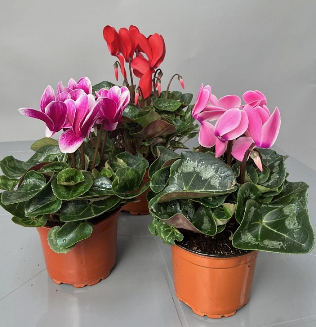 Цикламен d13 h30 (СГ) 8шт