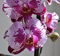 Орхидея Фален. Файерворкс 2 ст d12 h65 10шт