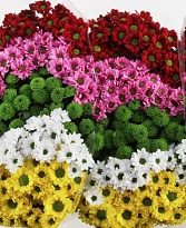 Хризантема сантини Rossi Mix In Bucket  25шт