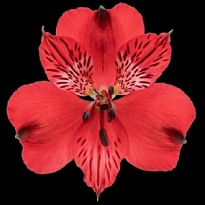 Альстромерия Bella Rosa S.a. Romance Red дл.60 10шт