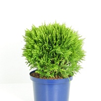 Туя (Thuja) западная Даника (KV) d23 h40-45 1шт