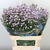Астер Mini Baby Pink 5шт