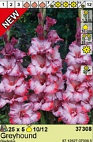 Гладиолус Грейхаунд 10/12 5шт*