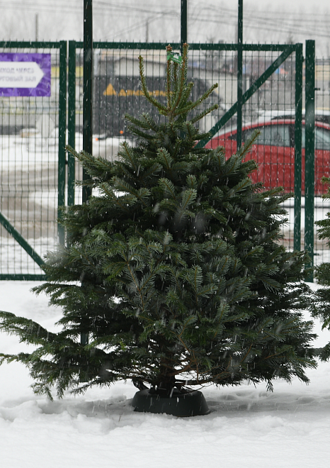 Пихта Nordmann Nature сруб h150-200 см (5+)