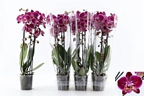 Орхидея Фален. Каскад Ред- Паарс  d12 h50 6шт