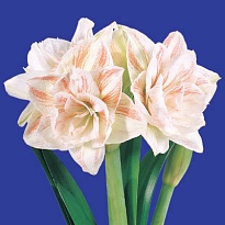 Гипеаструм Nymph 1шт