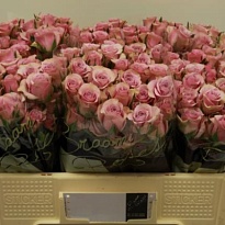 Роза кустовая Leila дл.50 10шт