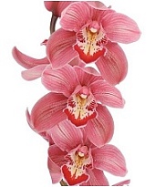Орхидея Cymbidium Pink Mrs Pauline*9 дл.60 1шт
