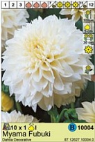 Георгина Майама Фубуки декор. 1шт*