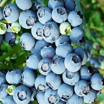 Голубика (Vaccinium) высокорослая Блюголд d15 1шт