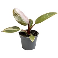 Филодендрон Пинк Принцесс d6 h10 12шт