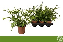 Птерис Роевери d12 h40 6шт