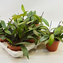 Хойя Карноса d12 h15 6шт