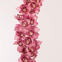 Орхидея Cymbidium Sky Scraper дл.100 *4 1шт (A)