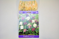 Рябчик (Fritillaria) Мелеагрис микс 5/+10шт*