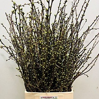 Прунус 1 пуч.